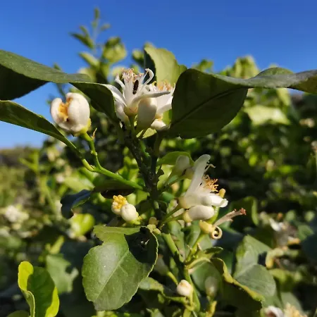 Profumo Di Zagara * Acireale