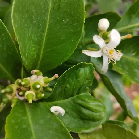 Profumo Di Zagara בית נופש